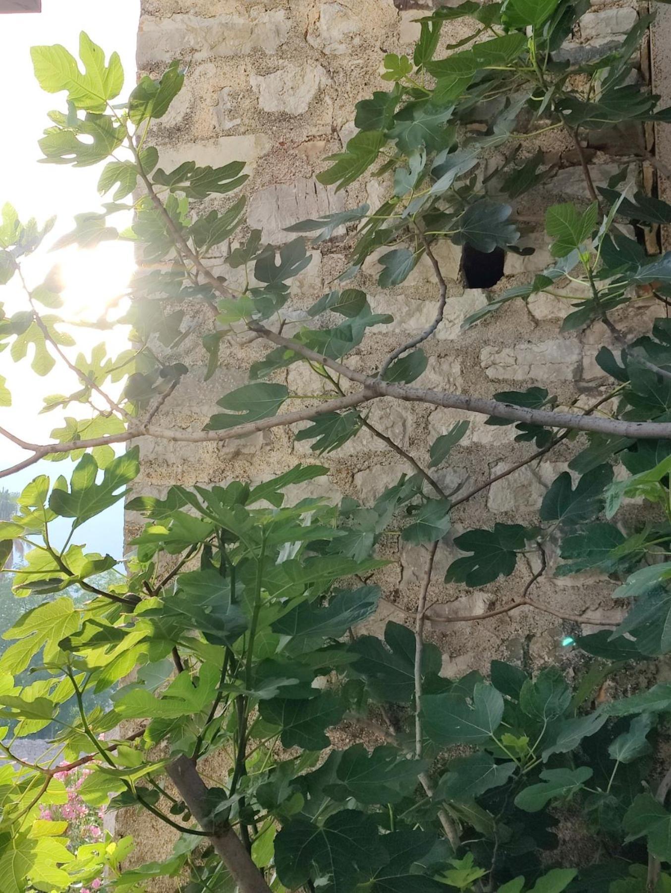 Miro Guesthouse Τίβατ Εξωτερικό φωτογραφία